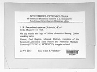 Noblesia crocea image
